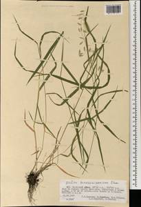 Melica turczaninowiana Ohwi, Mongolia (MONG) (Mongolia)