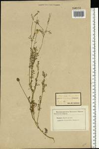 Matricaria chamomilla L., Eastern Europe, Central forest-and-steppe region (E6) (Russia)
