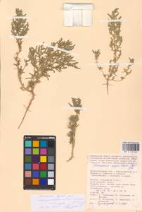 Petrosimonia oppositifolia (Pall.) Litv., Eastern Europe, Lower Volga region (E9) (Russia)