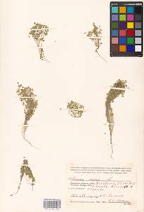 Lemna minor L., Eastern Europe, Central region (E4) (Russia)