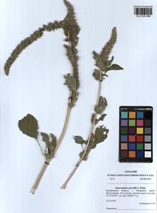 Amaranthus powellii S. Watson, Siberia, Altai & Sayany Mountains (S2) (Russia)