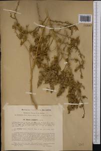 Halothamnus subaphyllus (C. A. Mey.) Botsch., Middle Asia, Syr-Darian deserts & Kyzylkum (M7) (Uzbekistan)