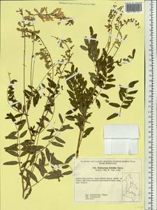 Hedysarum vicioides Turcz., Siberia, Russian Far East (S6) (Russia)