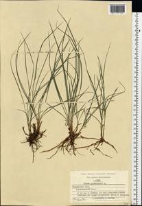 Carex globularis L., Eastern Europe, Central region (E4) (Russia)