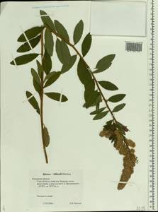 Spiraea salicifolia L., Eastern Europe, Central region (E4) (Russia)