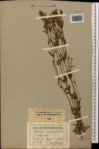 Centaurium erythraea Rafn, Caucasus, Stavropol Krai, Karachay-Cherkessia & Kabardino-Balkaria (K1b) (Russia)