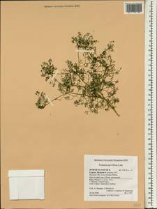 Fumaria parviflora Lam., South Asia, South Asia (Asia outside ex-Soviet states and Mongolia) (ASIA) (Cyprus)