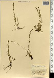Artemisia desertorum Spreng., Mongolia (MONG) (Mongolia)