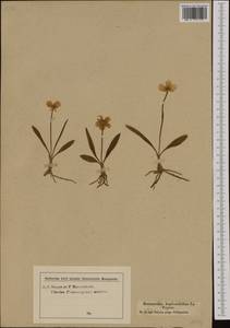 Ranunculus pyrenaeus L., Western Europe (EUR) (Austria)