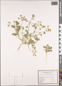 Ducrosia anethifolia (DC.) Boiss., South Asia, South Asia (Asia outside ex-Soviet states and Mongolia) (ASIA) (Iran)