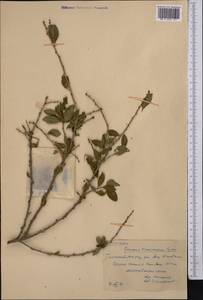 Prunus prostrata var. concolor (Boiss.) Lipsky, Middle Asia, Western Tian Shan & Karatau (M3) (Kazakhstan)