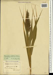 Phragmites australis (Cav.) Trin. ex Steud., Crimea (KRYM) (Russia)