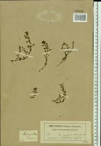 Lythrum portula (L.) D. A. Webb, Eastern Europe, Moscow region (E4a) (Russia)