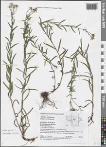 Achillea salicifolia subsp. salicifolia, Eastern Europe, Central region (E4) (Russia)