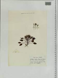 Askellia pygmaea (Ledeb.) Sennikov, Siberia, Russian Far East (S6) (Russia)