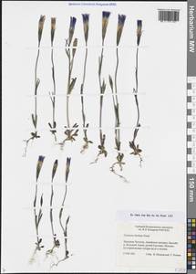 Gentianopsis barbata (Froel.) Ma, Siberia, Chukotka & Kamchatka (S7) (Russia)