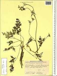 Anthriscus ruprechtii Boiss., Caucasus, North Ossetia, Ingushetia & Chechnya (K1c) (Russia)