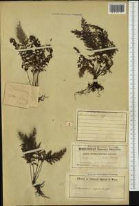 Abrodictyum rigidum (Sw.) Ebihara & Dubuisson, Australia & Oceania (AUSTR) (New Zealand)
