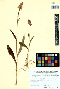Dactylorhiza maculata subsp. fuchsii (Druce) Hyl., Siberia, Baikal & Transbaikal region (S4) (Russia)