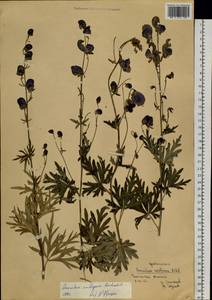 Aconitum ambiguum Rchb., Siberia, Baikal & Transbaikal region (S4) (Russia)