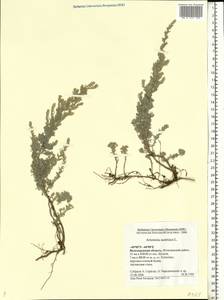 Artemisia austriaca Jacq., Eastern Europe, Lower Volga region (E9) (Russia)