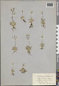 Micranthes stellaris subsp. stellaris, Eastern Europe, Northern region (E1) (Russia)