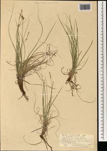 Carex korshinskyi Kom., Mongolia (MONG) (Mongolia)
