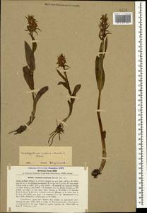Dactylorhiza euxina (Nevski) Czerep., Caucasus, Krasnodar Krai & Adygea (K1a) (Russia)