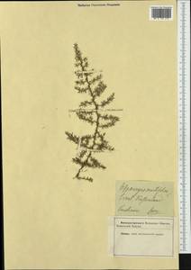 Asparagus acutifolius L., Western Europe (EUR) (Not classified)