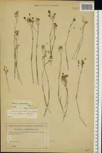 Eremogone saxatilis (L.) Ikonn., Eastern Europe, Middle Volga region (E8) (Russia)