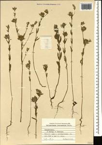 Helianthemum ledifolium subsp. lasiocarpum (Jacques & Hérincq) Nyman, Caucasus, Azerbaijan (K6) (Azerbaijan)