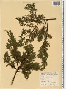 Juniperus communis var. communis, Caucasus, Stavropol Krai, Karachay-Cherkessia & Kabardino-Balkaria (K1b) (Russia)