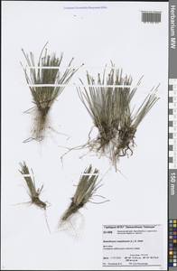 Trichophorum cespitosum (L.) Hartm., Siberia, Central Siberia (S3) (Russia)