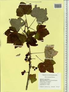 Ribes spicatum subsp. hispidulum (Jancz.) L. Hämet-Ahti, Siberia, Baikal & Transbaikal region (S4) (Russia)