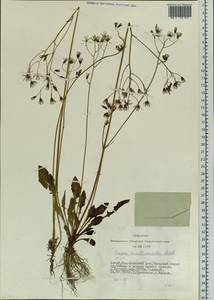 Crepis multicaulis Ledeb., Siberia, Altai & Sayany Mountains (S2) (Russia)