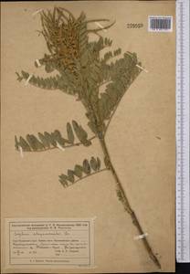 Sophora alopecuroides L., Middle Asia, Muyunkumy, Balkhash & Betpak-Dala (M9) (Kazakhstan)
