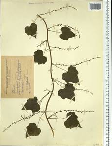 Actinidia, Siberia, Russian Far East (S6) (Russia)