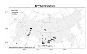 Elymus uralensis (Nevski) Tzvelev, Atlas of the Russian Flora (FLORUS) (Russia)