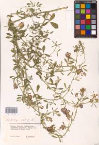 Medicago sativa L., Eastern Europe, Lithuania (E2a) (Lithuania)