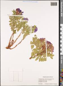 Astragalus japonicus Boiss., Siberia, Russian Far East (S6) (Russia)