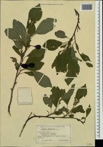 Prunus domestica subsp. insititia (L.) Bonnier & Layens, Crimea (KRYM) (Russia)