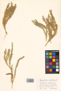 Spinulum annotinum subsp. annotinum, Siberia, Russian Far East (S6) (Russia)