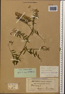 Vicia villosa Roth, Caucasus, Georgia (K4) (Georgia)