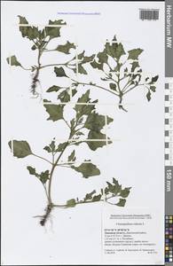 Oxybasis rubra (L.) S. Fuentes, Uotila & Borsch, Eastern Europe, Central forest-and-steppe region (E6) (Russia)