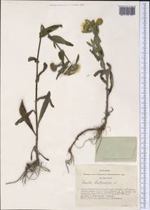 Pentanema britannicum (L.) D. Gut. Larr., Santos-Vicente, Anderb., E. Rico & M. M. Mart. Ort., Siberia, Altai & Sayany Mountains (S2) (Russia)