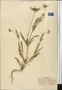 Lomelosia persica (Boiss.) Greuter & Burdet, Middle Asia, Karakum (M6) (Turkmenistan)