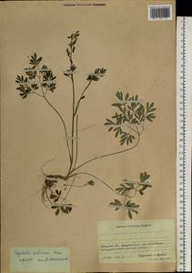Corydalis sibirica (L. fil.) Pers., Siberia, Baikal & Transbaikal region (S4) (Russia)