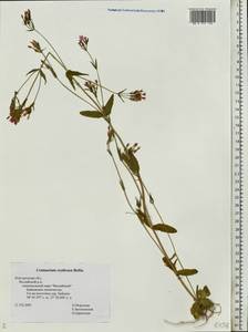 Centaurium erythraea, Eastern Europe, North-Western region (E2) (Russia)