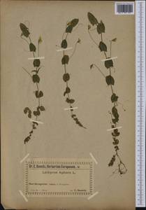 Lathyrus aphaca L., Western Europe (EUR) (Bosnia and Herzegovina)
