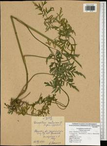 Silphiodaucus prutenicus subsp. prutenicus, Eastern Europe, Central region (E4) (Russia)